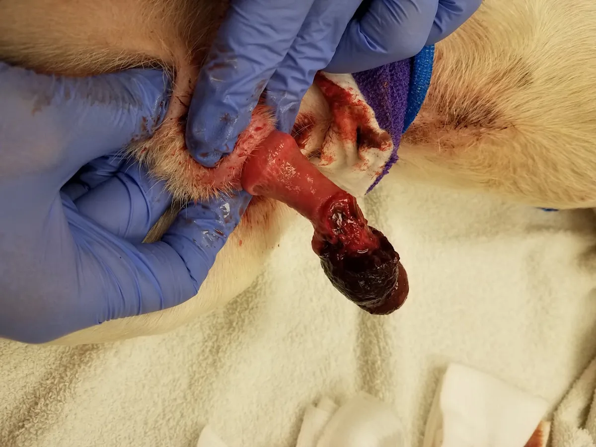 Injured penis of a dog.