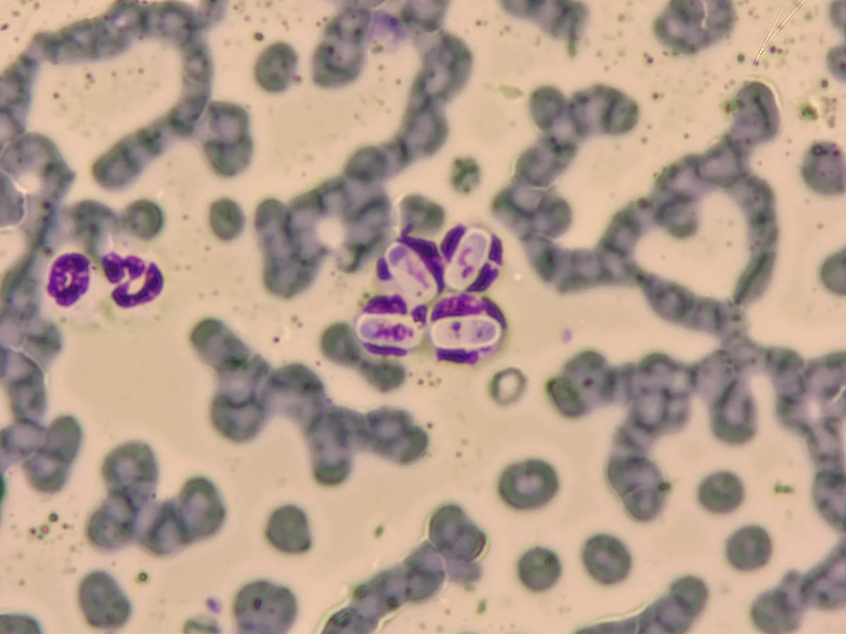 Slide showing gamonts.