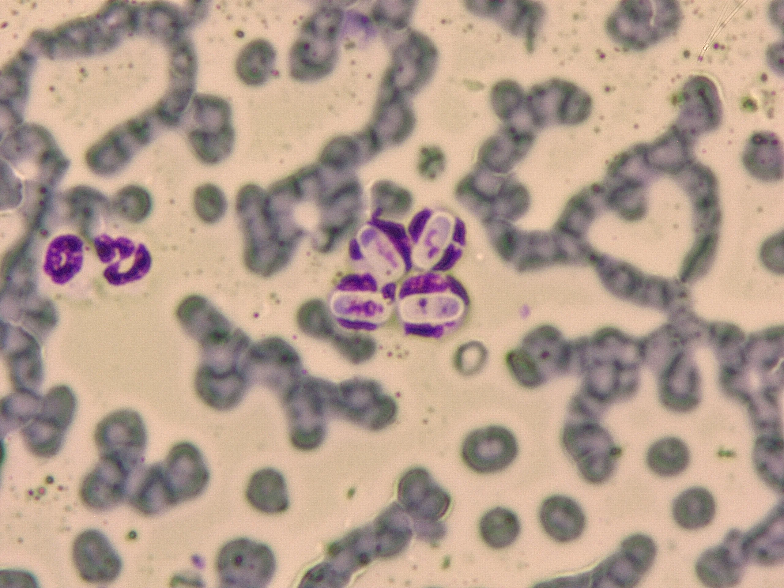 Slide showing gamonts.