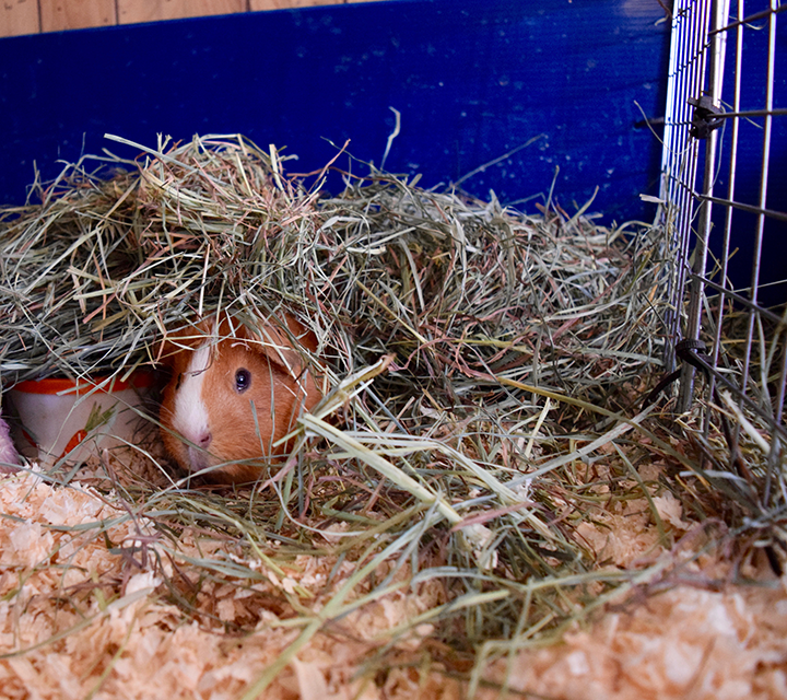 Guinea pig 2025 nesting material