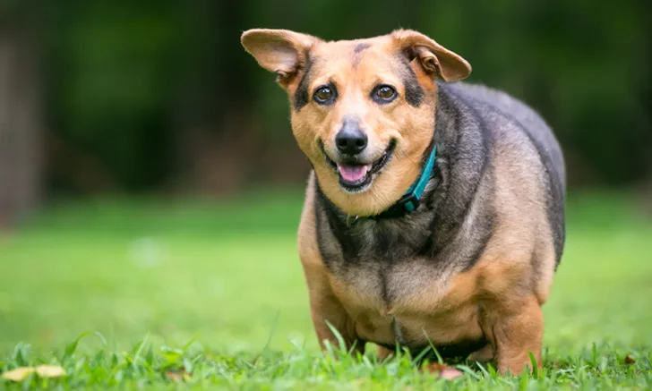 A happy, overweight dog with a short coat and floppy ears is walking on green grass in a park setting, showcasing a friendly expression and a collar. The background features blurred trees, indicating a natural outdoor environment.
