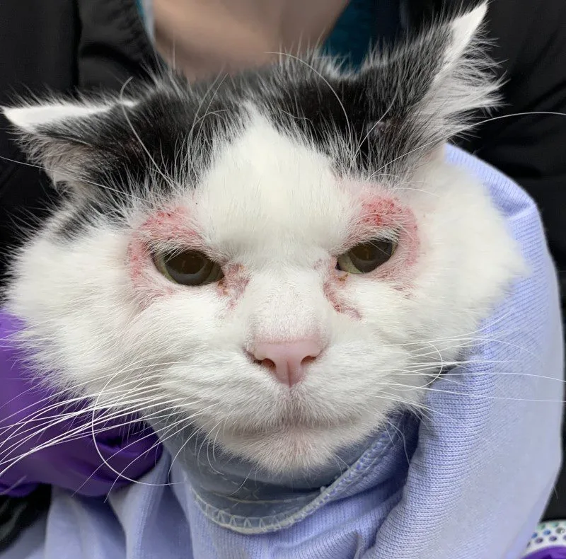 A feline patient showing periocular miliary skin lesions.