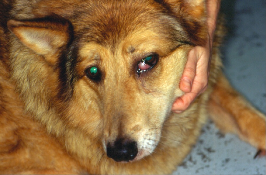 Clinical Image: What Is the Most Likely Reason This Dog Is Unable To ...