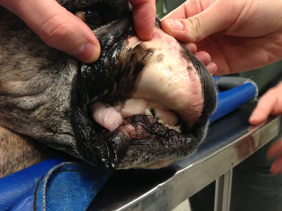 Lip of a dog being held back.