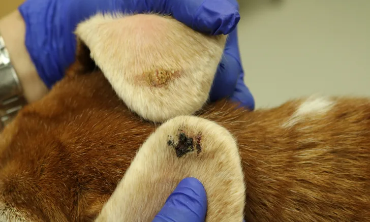 Underside of ear pinnae in dog with prominent crusting near edges of tips.