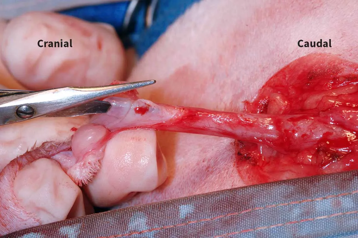 An intraoperative photo showing a surgeon incising the urethra on the dorsal midline.