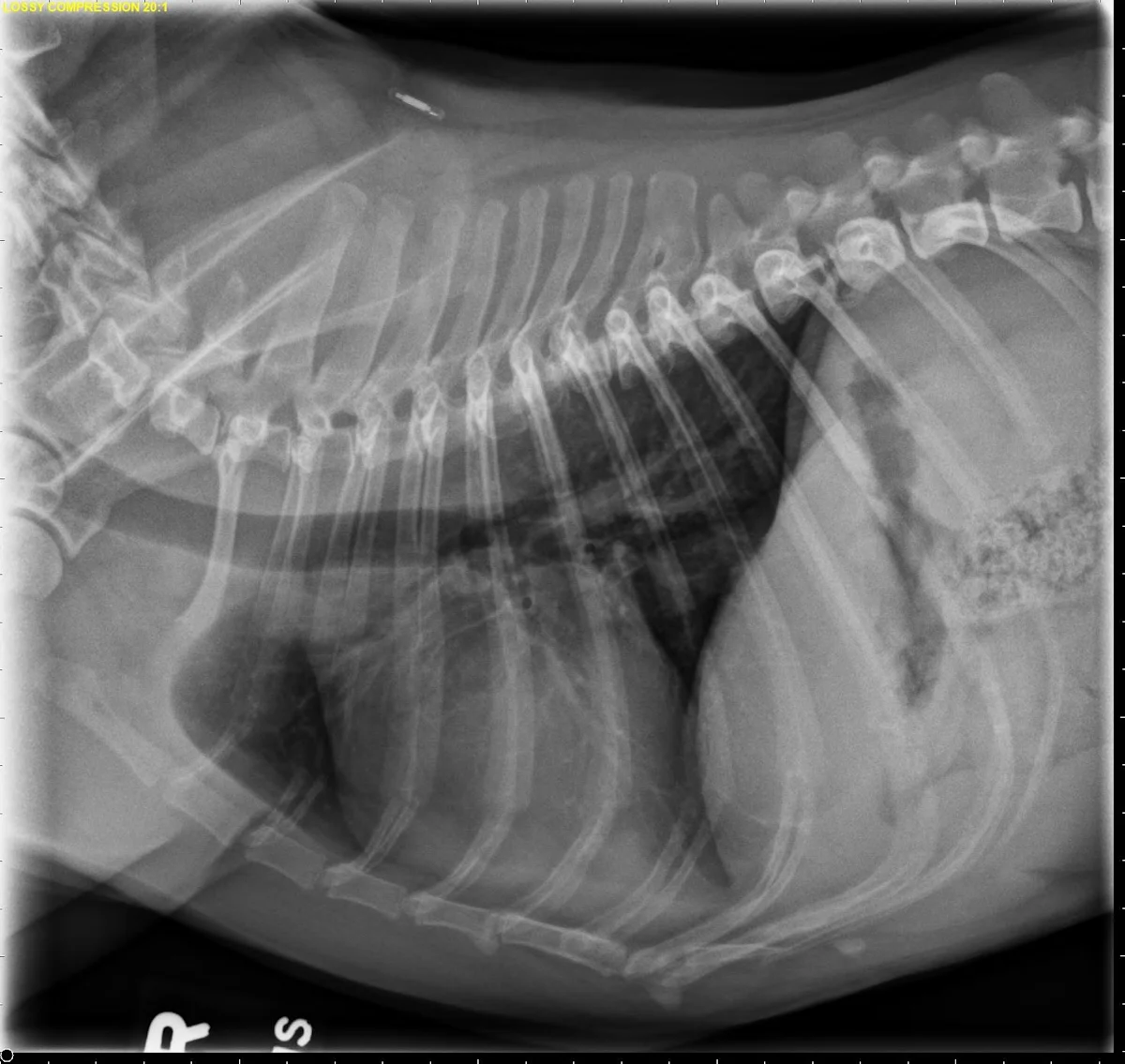 Radiographs in a dog.