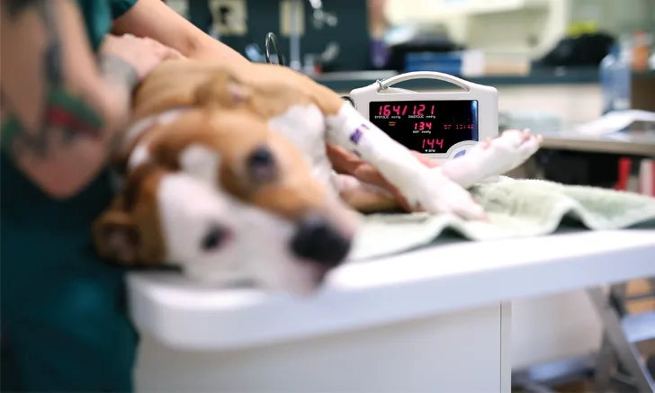 Surgical monitor displaying blood pressure and heart rate readings in the background with a dog restrained in the foreground. 
