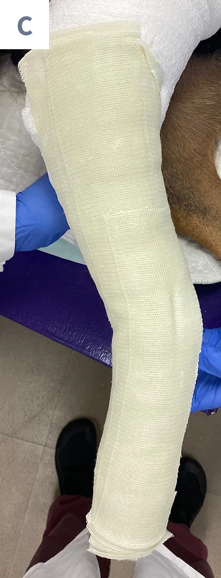 Forelimb of dog with fiberglass bandaging material conformed to limb.