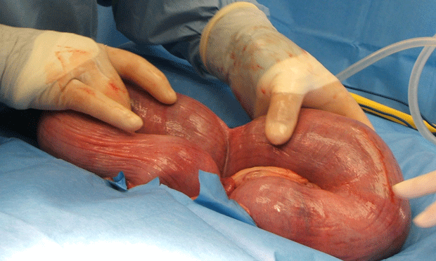 How to Perform C-Sections in Dogs