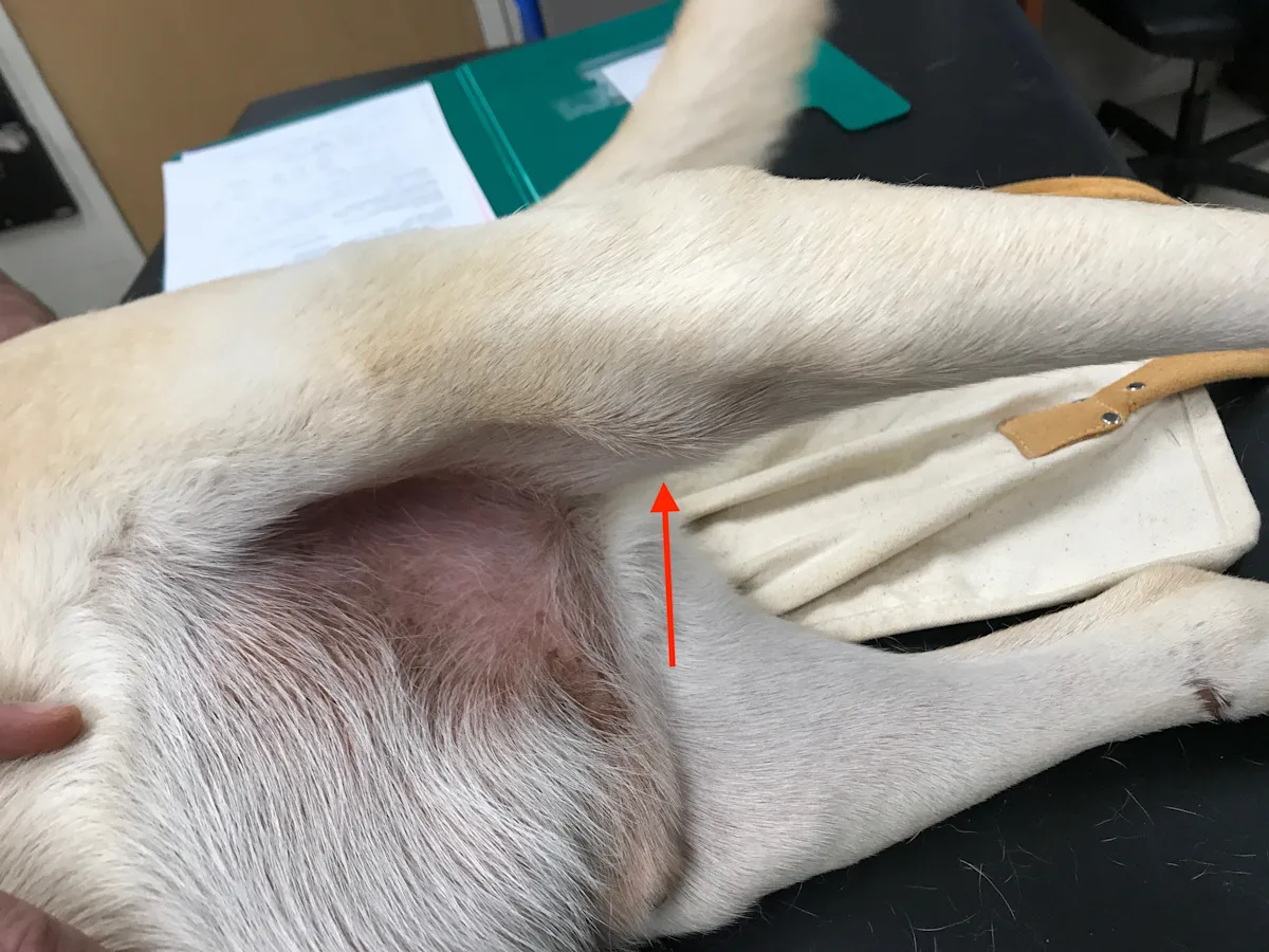 selected slide image