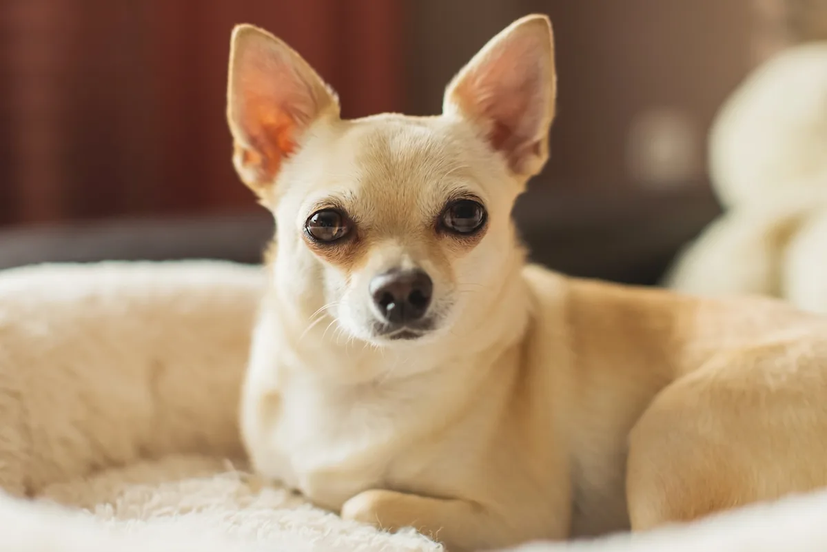 Chihuahua resting on a dog bed.