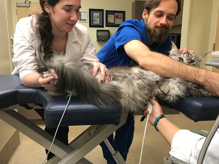 Echocardiography in General Practice 4 Views to Master Clinician's Brief