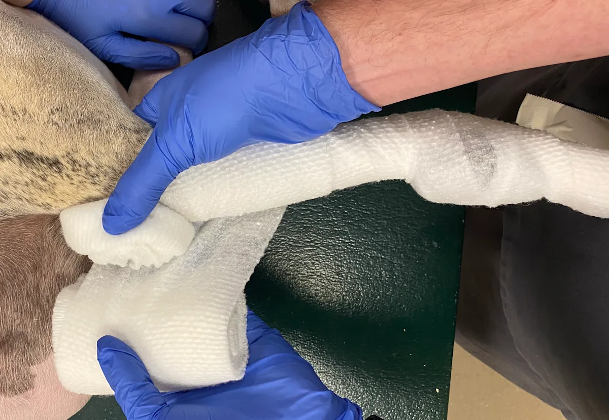 Three serial images showing proper application of cast padding to a dog’s front limb.