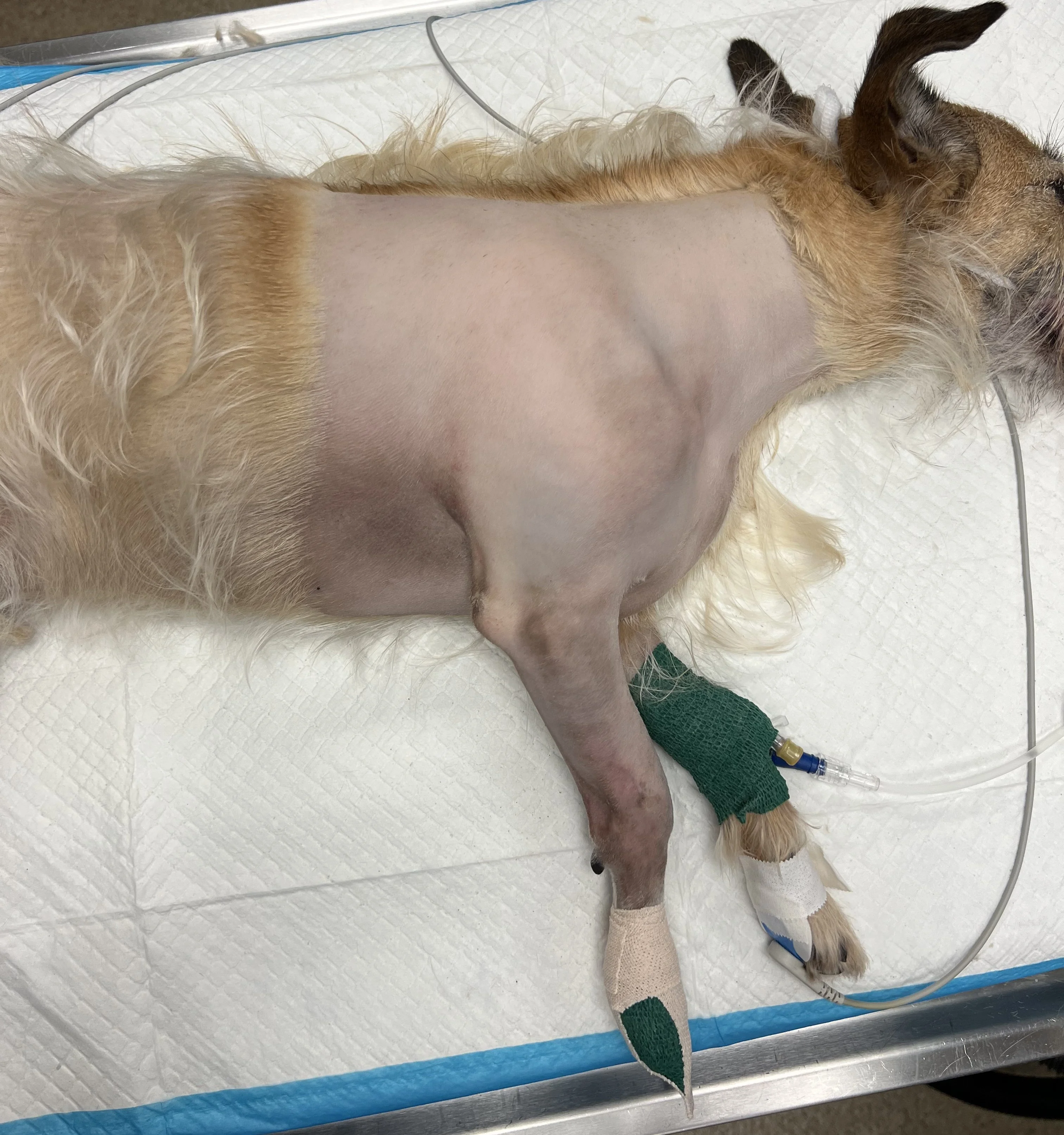 Anesthetized terrier with right forelimb and wide area of thorax shaved for surgery.