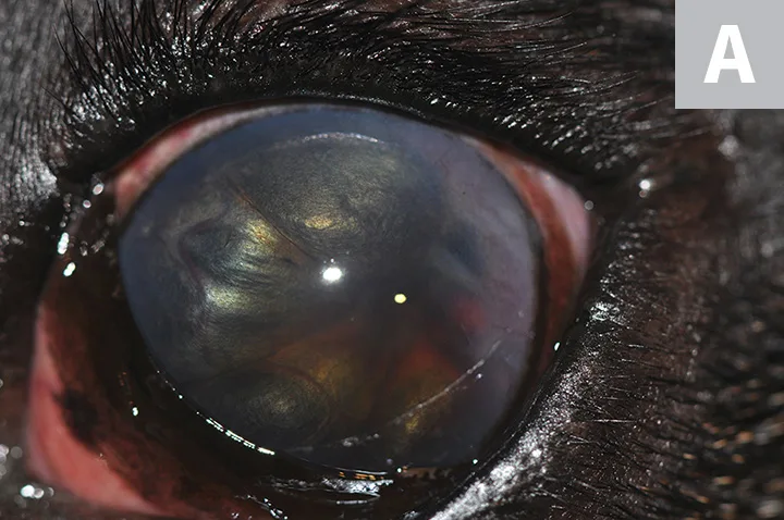 A close-up image of cat eye with arrows pointing to two dark masses seen through the ventral aspect of pupil.
