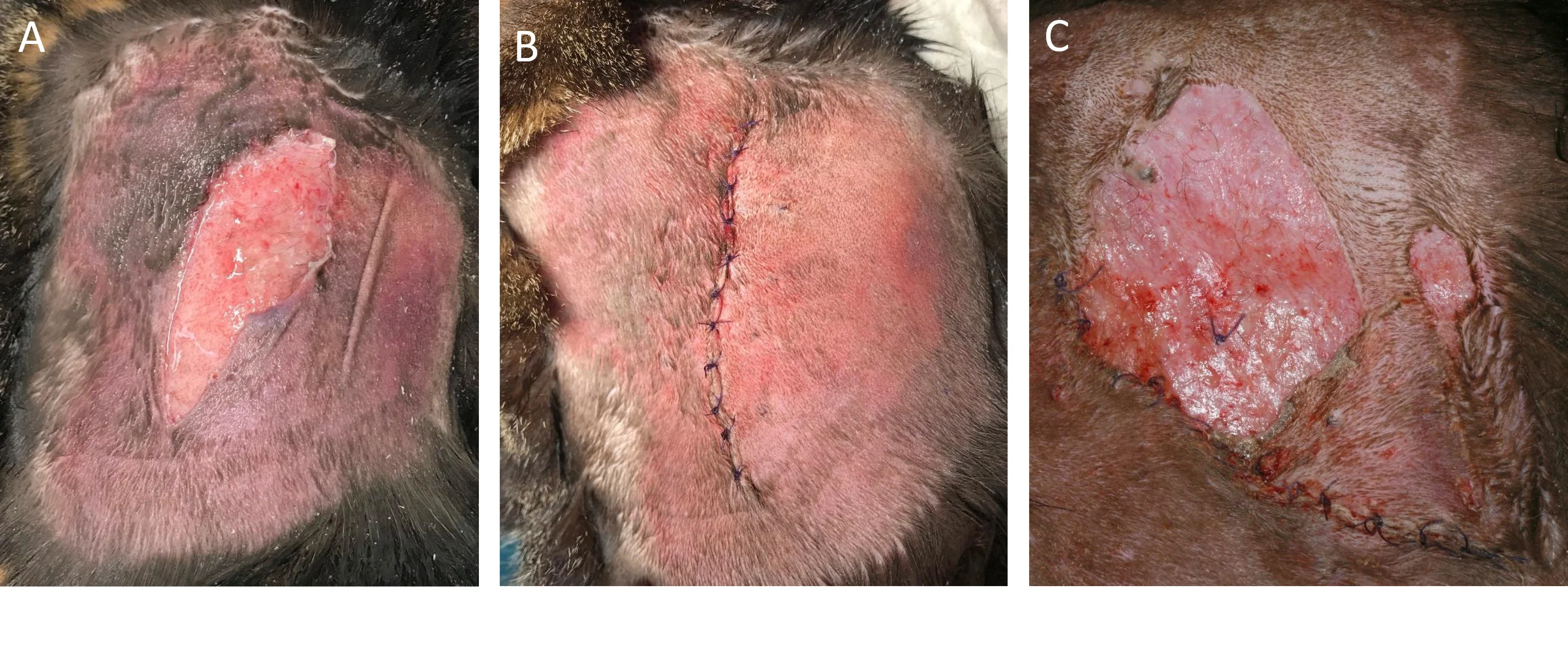 A series of three photographs of affected feline skin. 