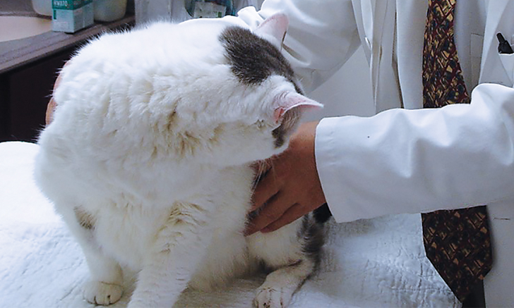 Picture of Pain Management in an Arthritic Senior Cat