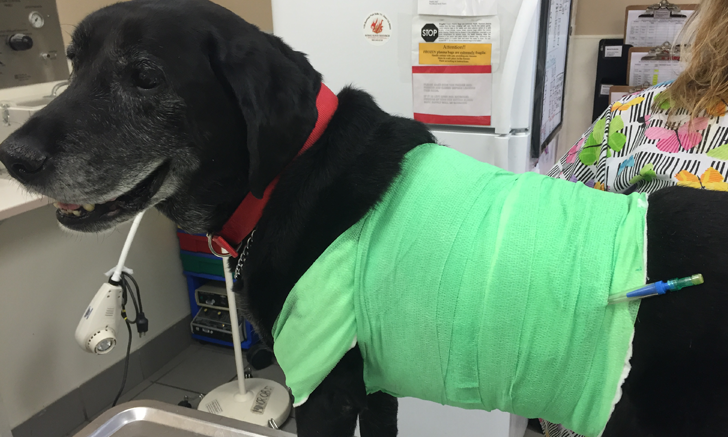 Dog 2025 body bandage