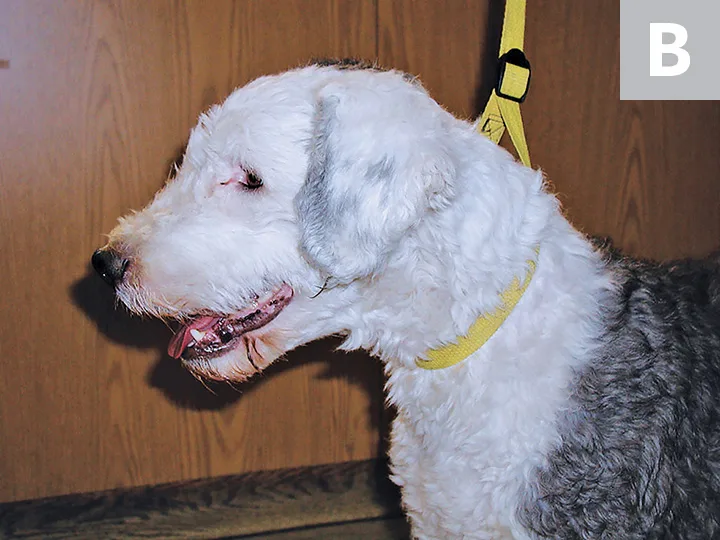 Dog on leash with head bent toward floor before treatment, then with head held upright after treatment.