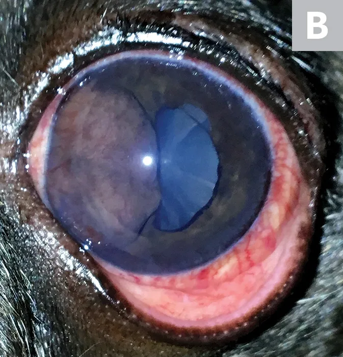 A close-up image of cat eye with arrows pointing to two dark masses seen through the ventral aspect of pupil.