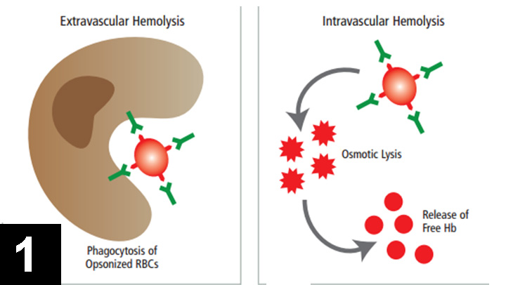 Autoimmune hemolytic anemia in dogs treatment best sale