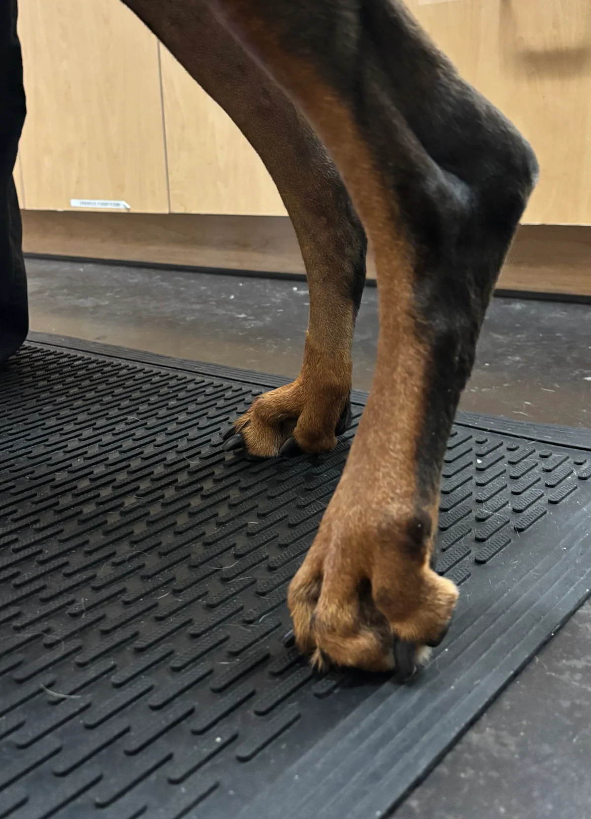Close up of a dog's paw with the toes curled under.