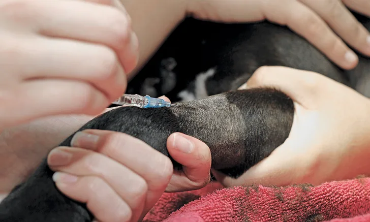 Pair of hands holding dog forelimb while second pair of hands injects clear fluid from 1 mL syringe into cephalic vein.