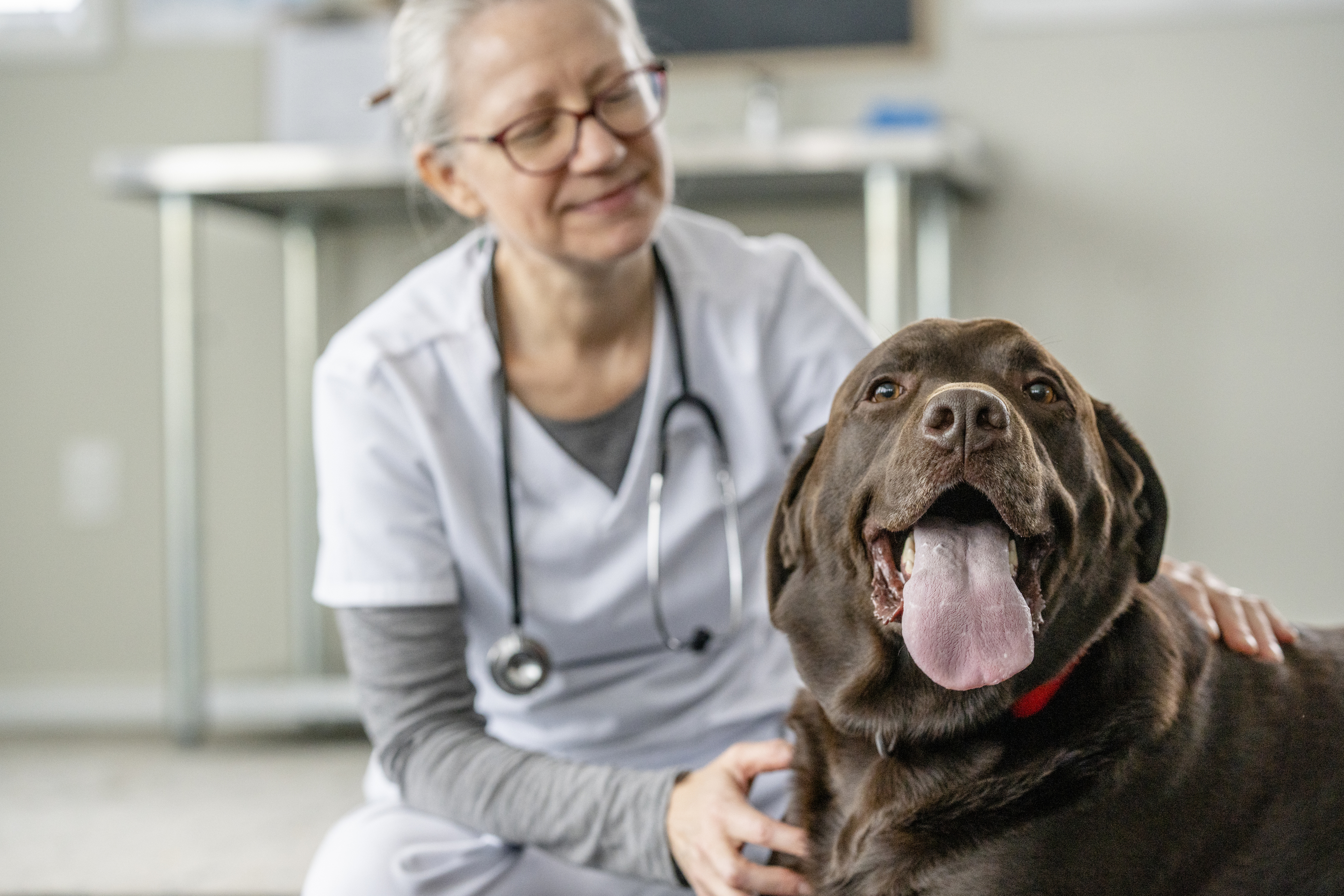 Your Go-To Resource for Veterinary Essentials & Insights