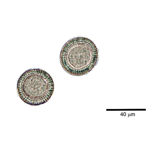 Echinococcus spp Tapeworms in Dogs Cats