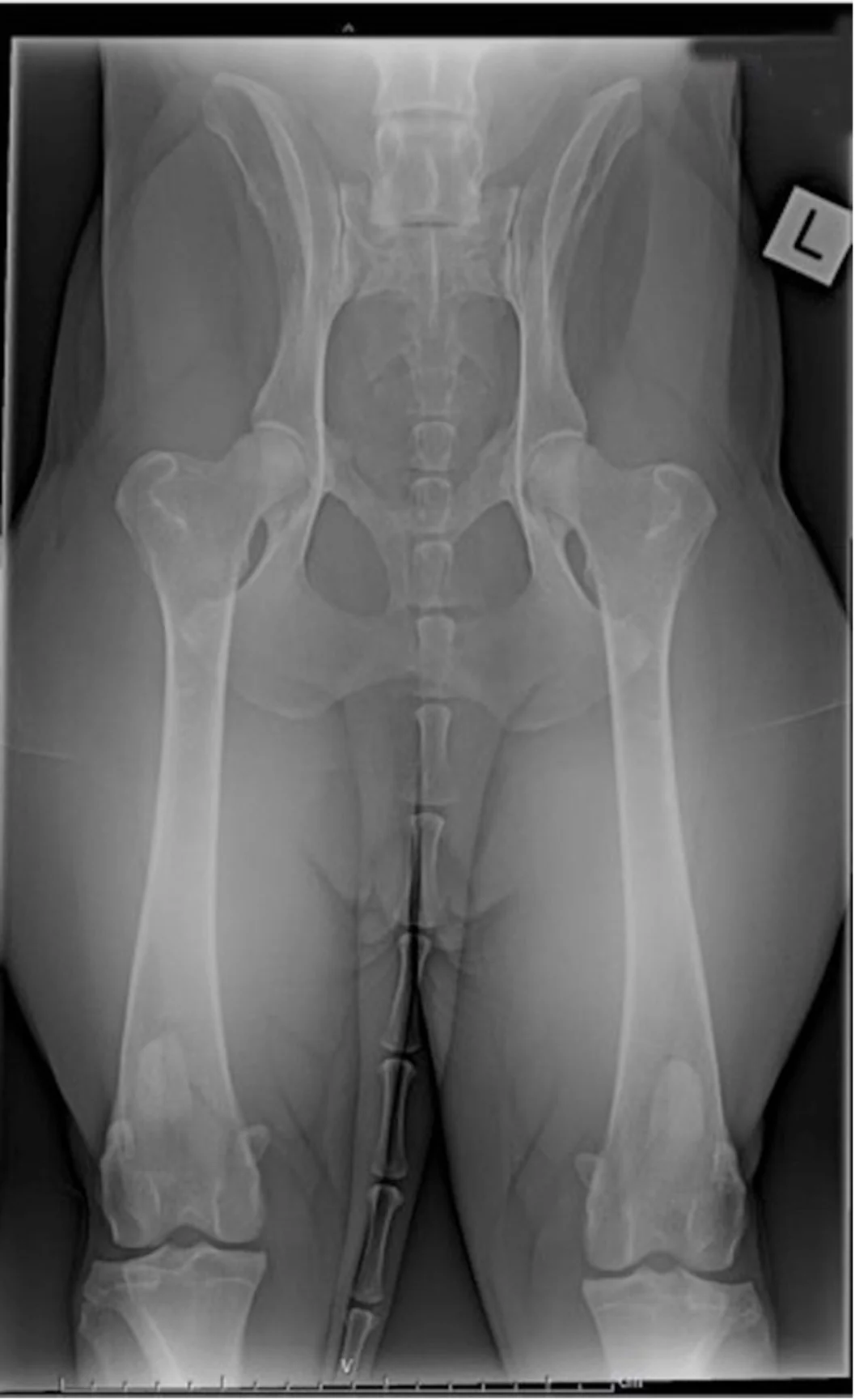 Side-by-side images of ventrodorsal hip radiographs in a normal adult dog and a puppy with hip dysplasia.