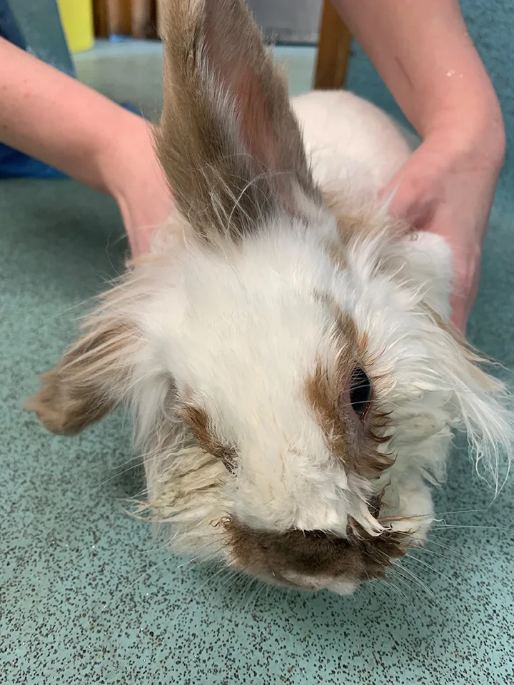 Rabbit held sternally on table with head tilting to right and right ear lying flat with wet fur around eyes and nose.