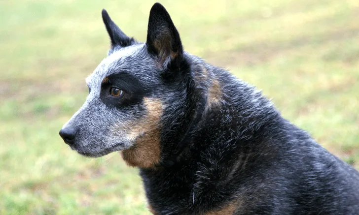 A multicolored dog outside on green grass.
