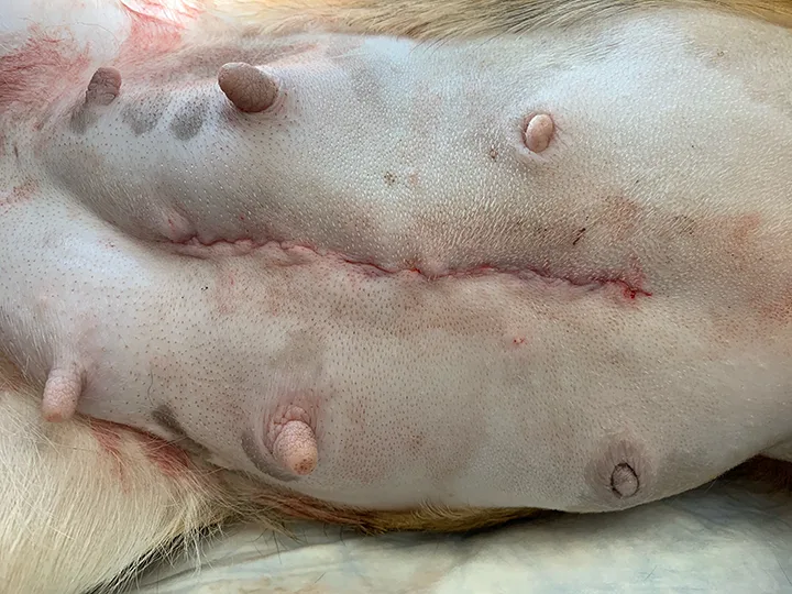 Shaved abdomen on laterally recumbent dog showing closed midline incision.