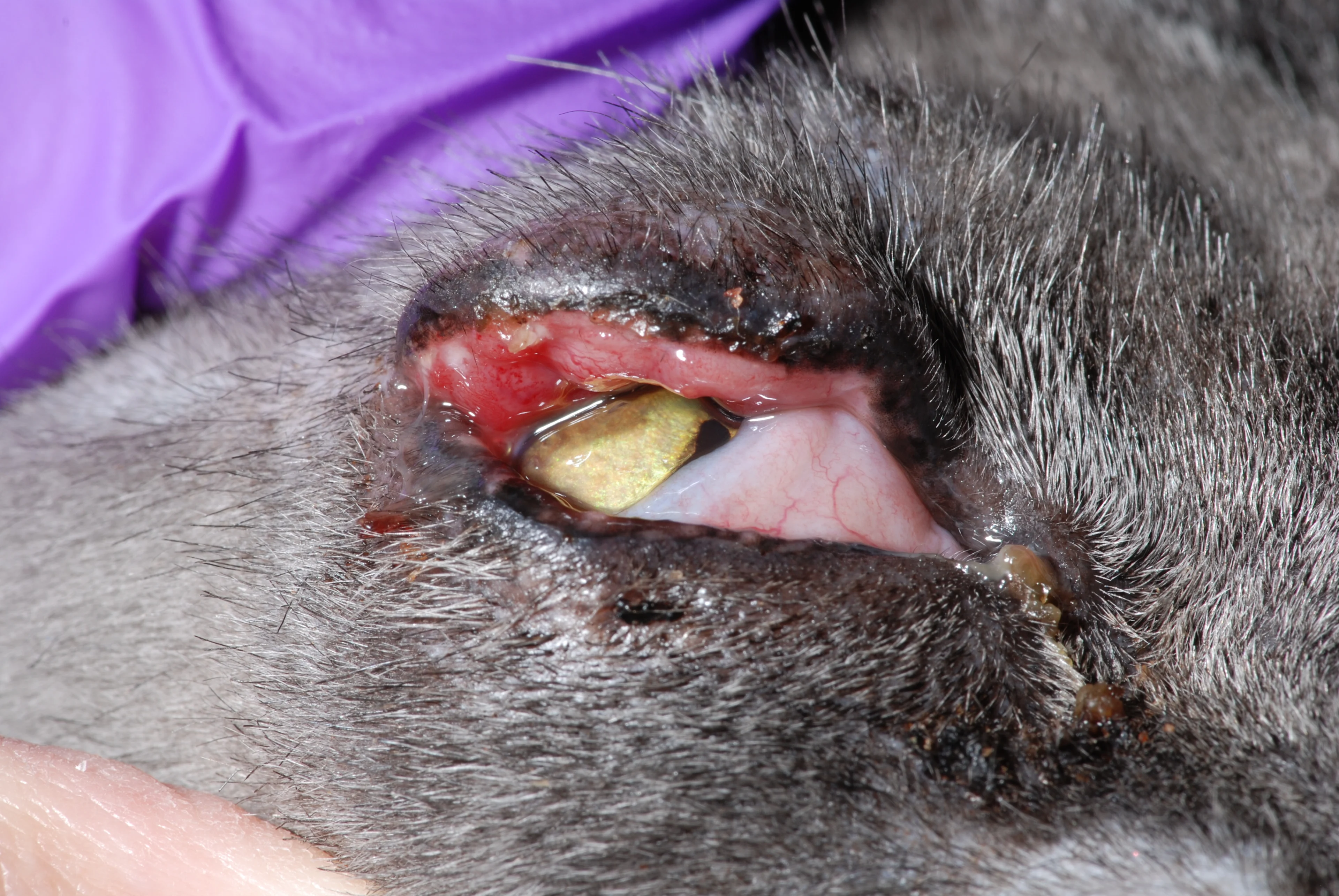 A feline patient’s ocular region showing eyelid swelling and irregular eyelid margins. 