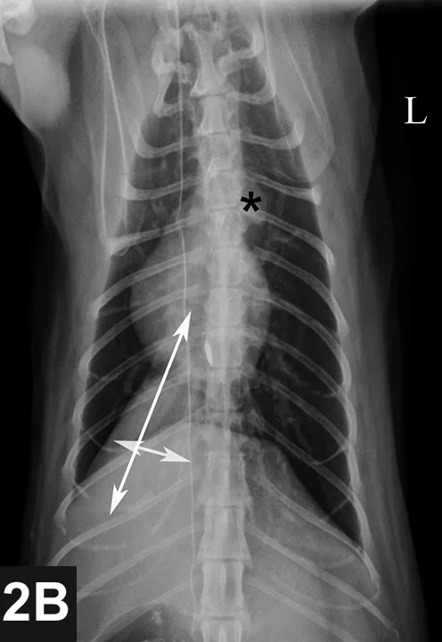 VD thoracic x-ray of cat with symbols marking aortic arch and soft-tissue opacity mass in the caudal right field.