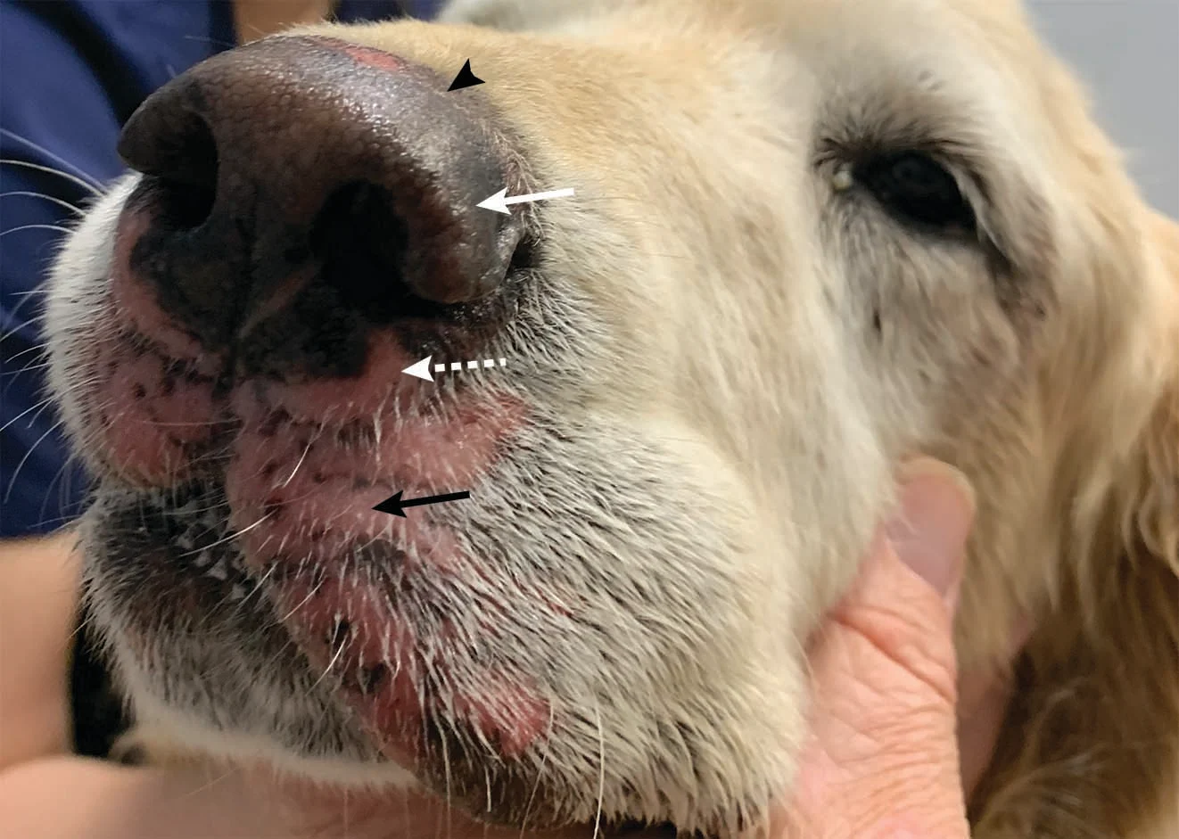 Close-up of swollen front of dog’s nose with arrows pointing to various different lesions.