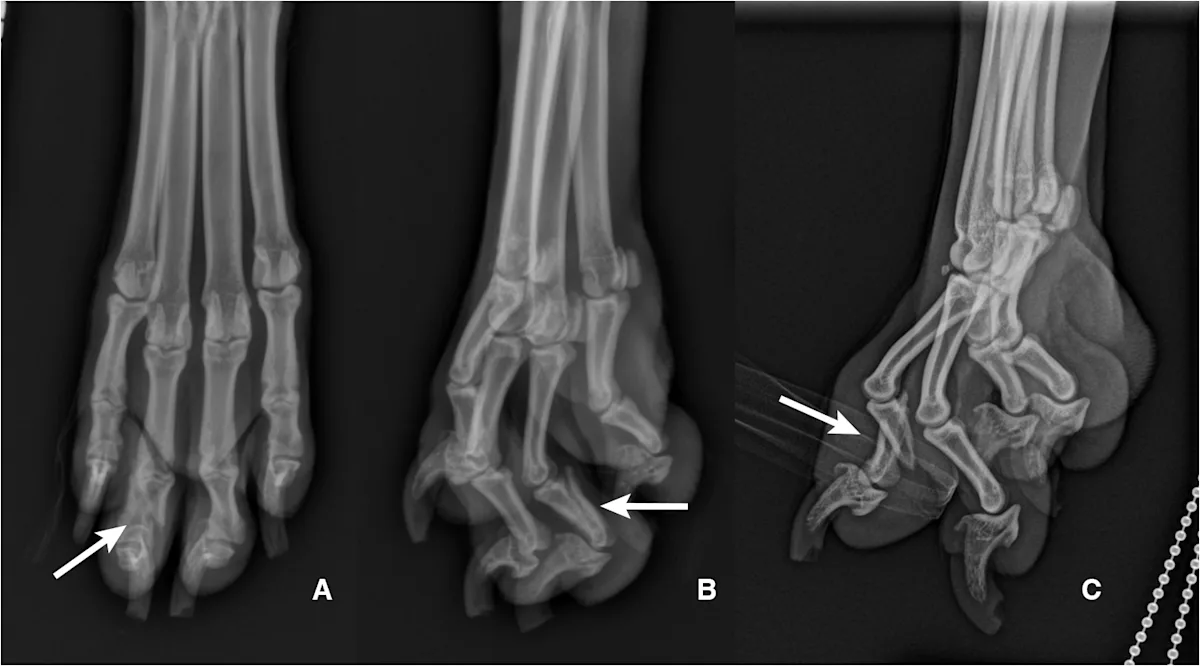 Three radiographic views of an oblique fracture of the third digit in a dog.