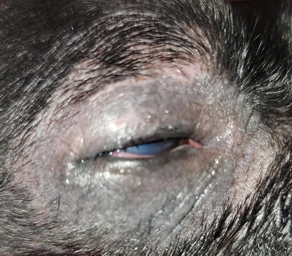 A canine patient’s alopecic periocular region.