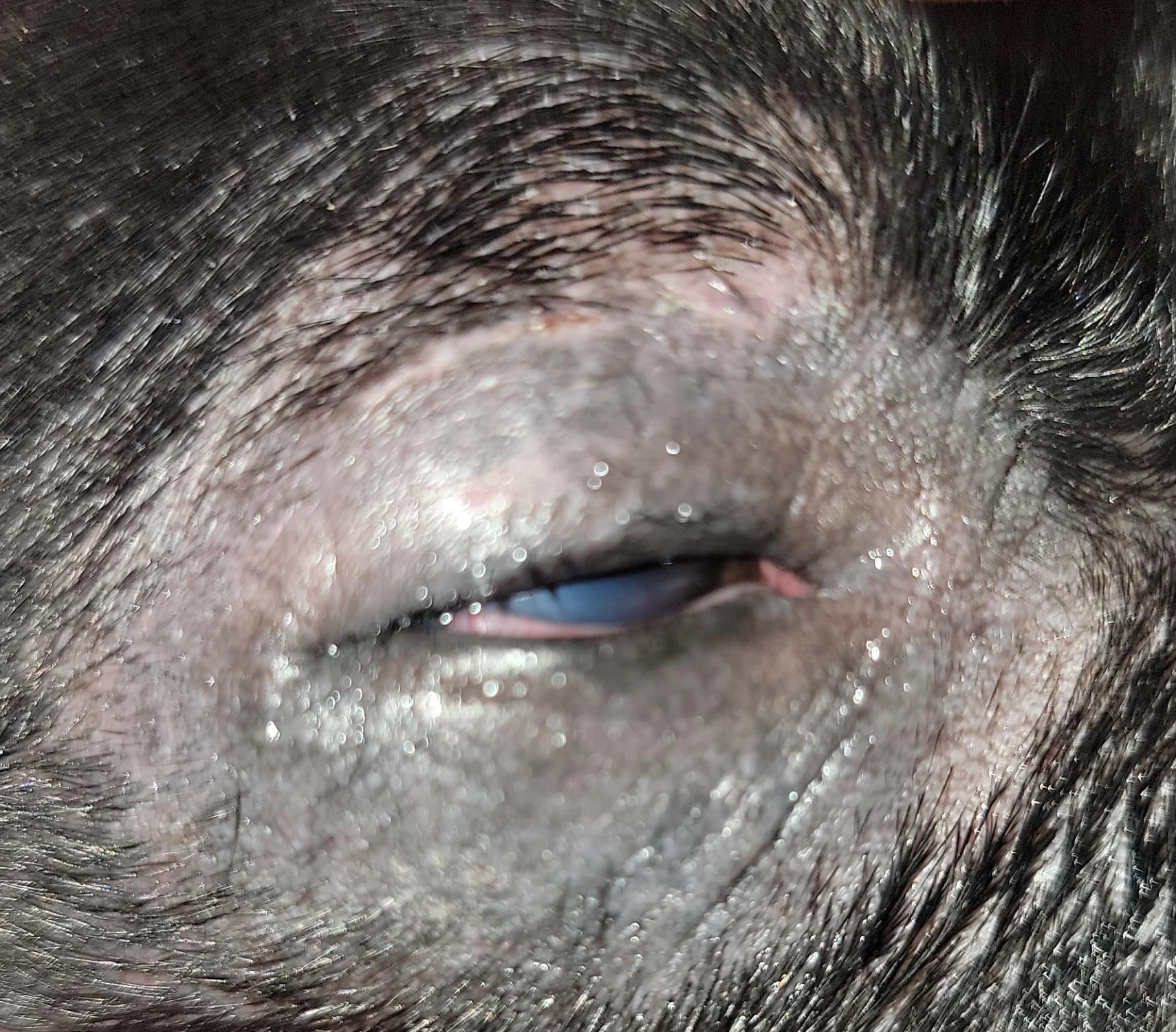 A canine patient’s alopecic periocular region.