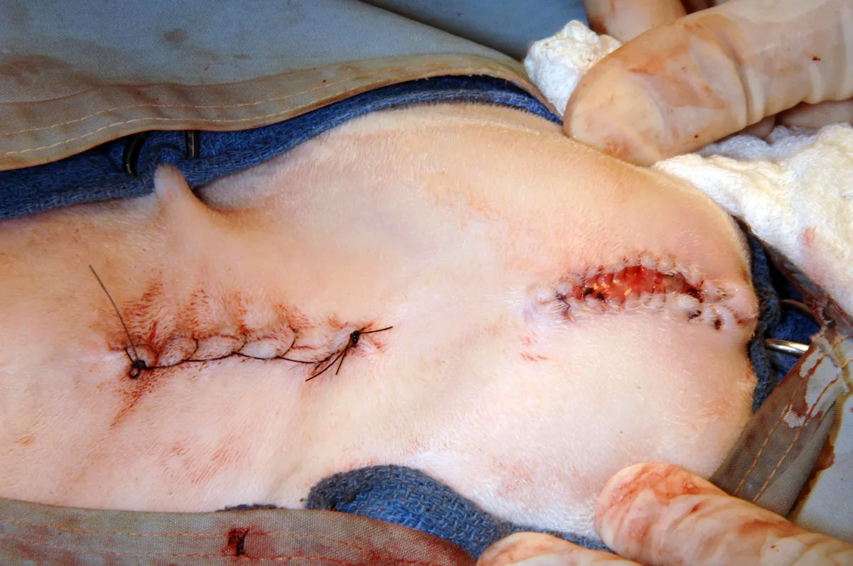 (A) Finalized sutures on the perineal region of a cat. (B) Finalized sutures on the perineal region of a cat.