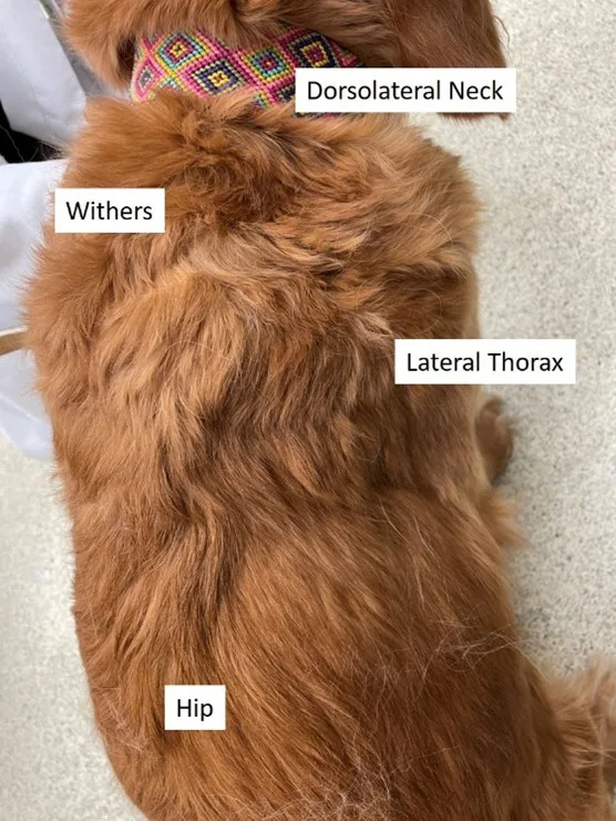 Dorsal view of dog’s back with areas of body labeled to indicate where CBG monitor can be placed.