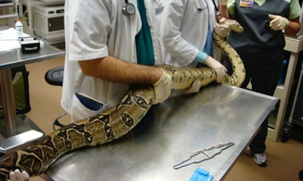 Save the Drama for your … Snake? – The most dramatic snake - Veterinary  Medicine at Illinois