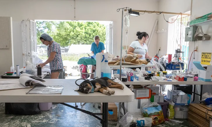 makeshift veterinary clinic in Caribbean