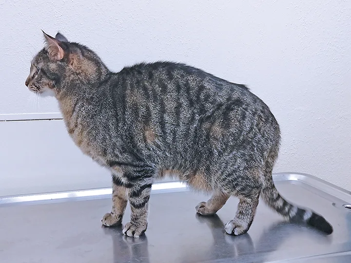 Cat on exam table exhibiting an abnormal stance.