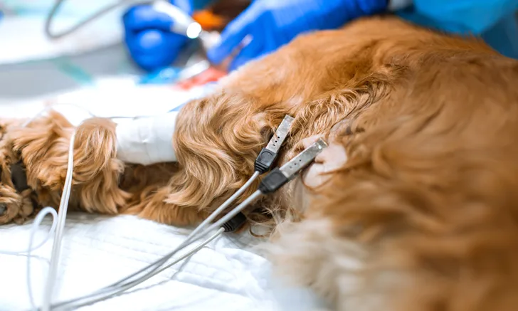 Forelimbs and thorax of laterally recumbent anesthetized dog on surgery table with attached ECG leads visible.