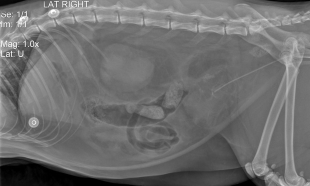 The Case: The “Complicated” Blocked Cat