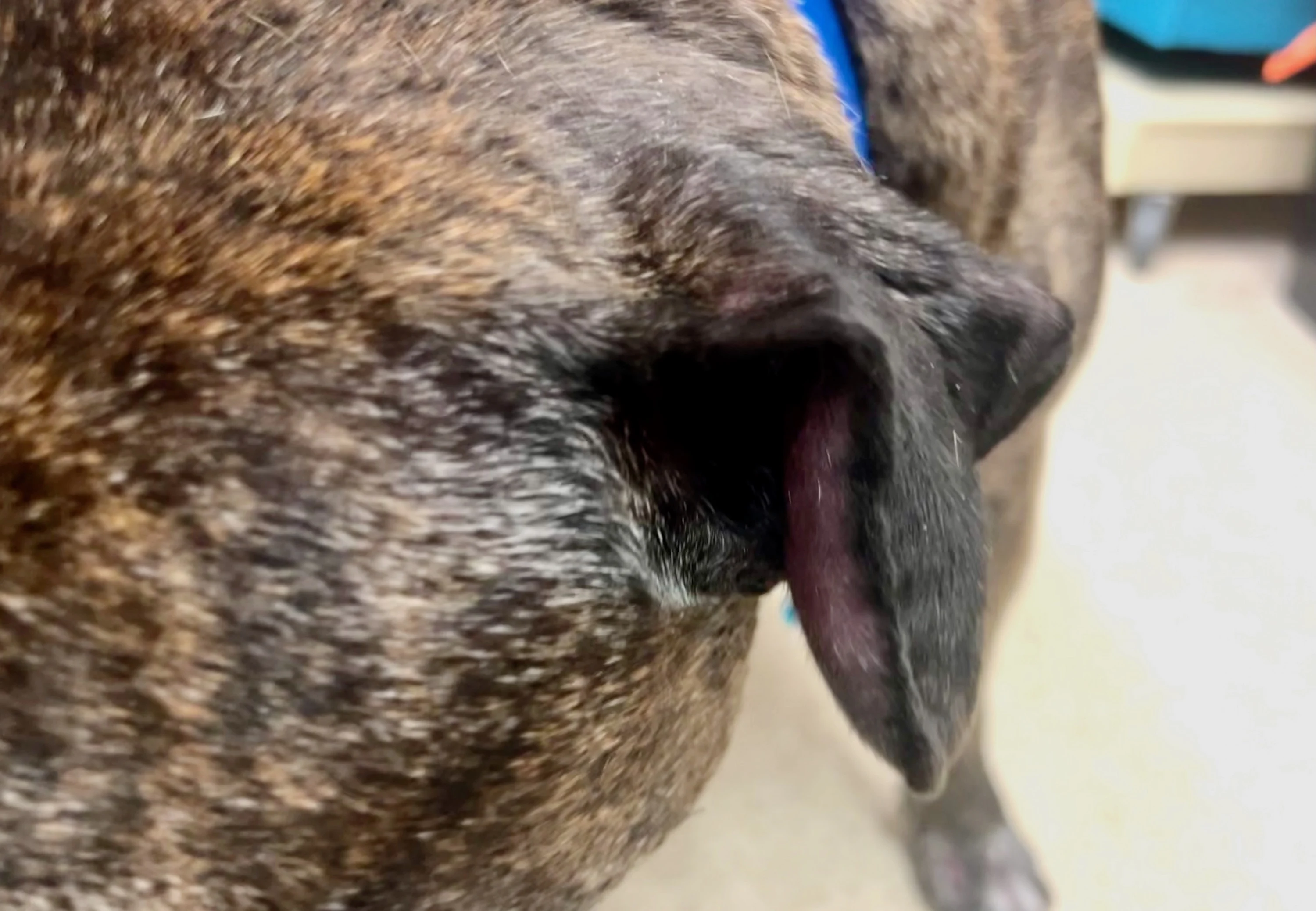 Surgical Treatment for Canine Aural Hematoma Clinician s Brief