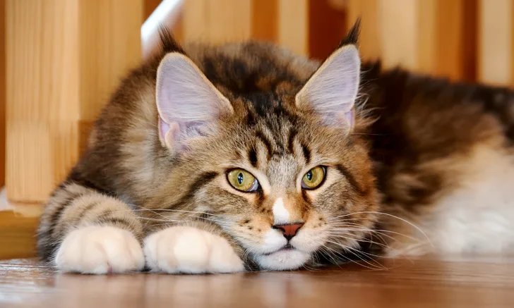 A Maine coon lying on a wooden floor.