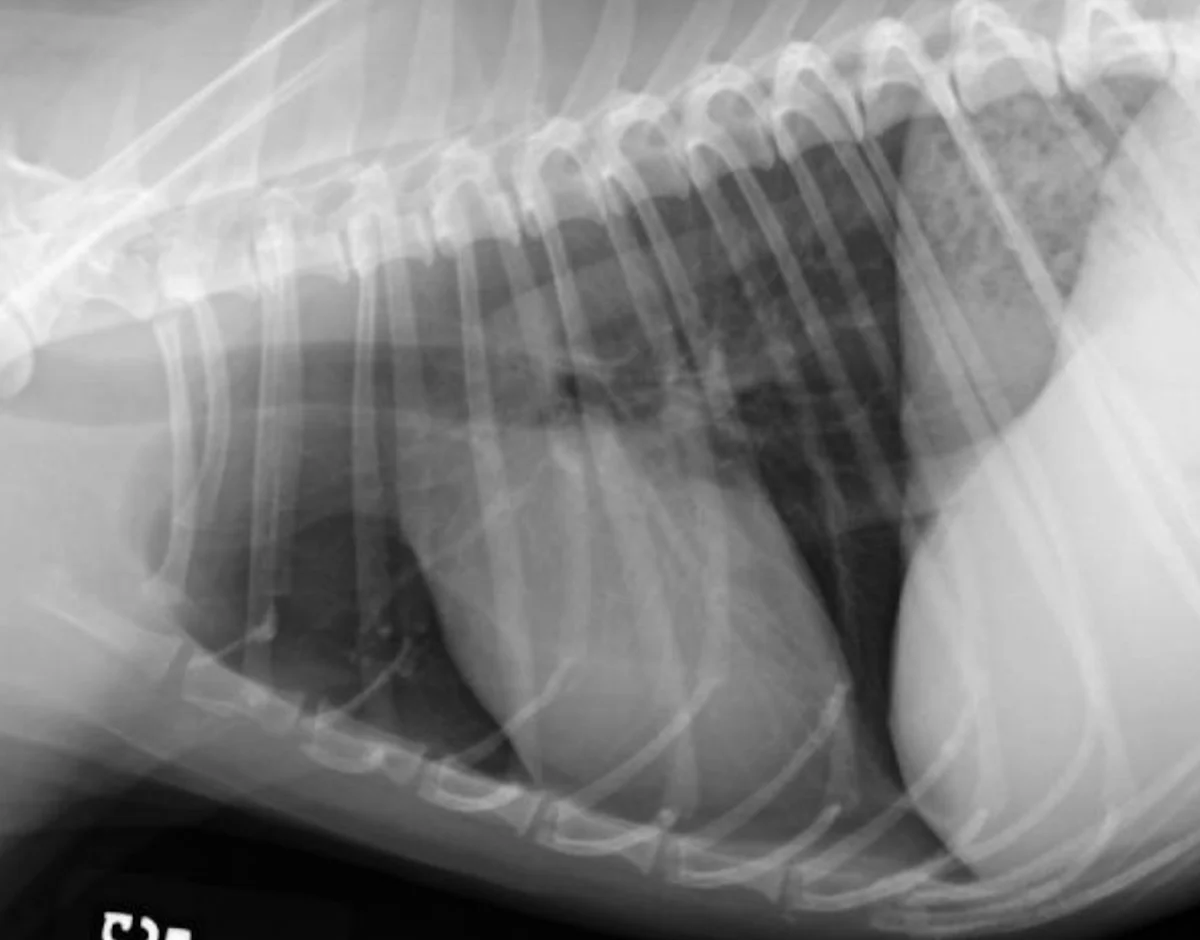 Lateral and ventrodorsal thoracic X-rays of a normal dog and cat.